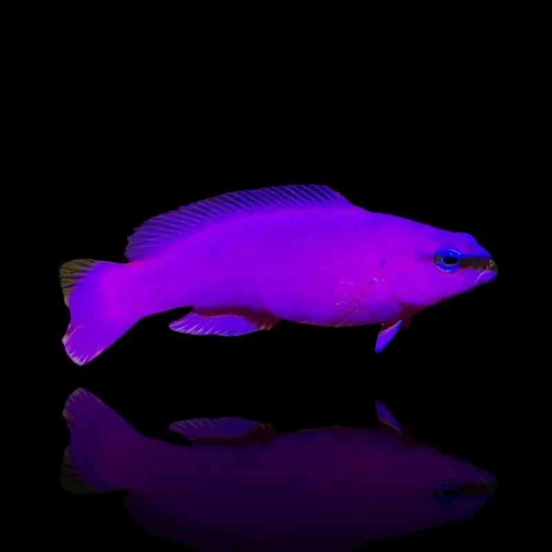 Pseudochromis Fridmani kopen ?| Coralandfishstore.nl Pseudochromis Fridmani kopen ?| Coralandfishstore.nl