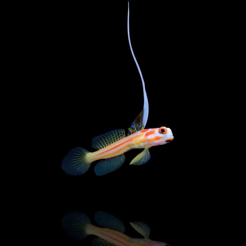 Stonogobiops Yasha - Yasha gobie ? | Coralandfishstore.nl Stonogobiops Yasha - Yasha gobie ? | Coralandfishstore.nl