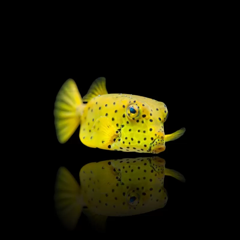 Ostracion Cubicus | Coralandfishstore.nl Ostracion Cubicus | Coralandfishstore.nl