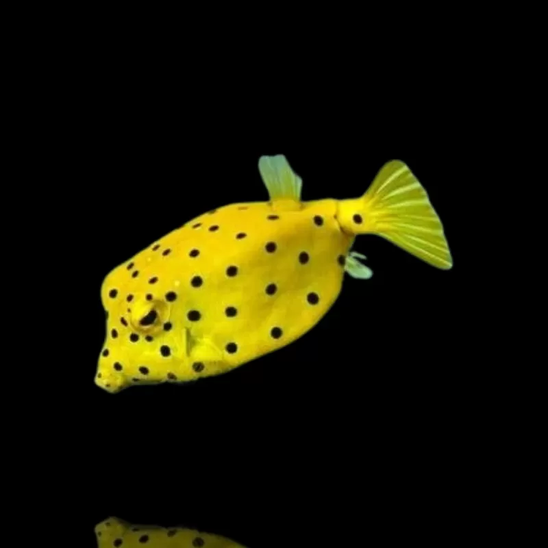 Ostracion Cubicus | Coralandfishstore.nl Ostracion Cubicus | Coralandfishstore.nl