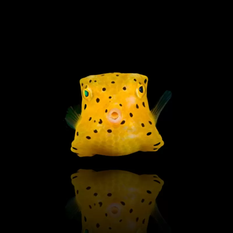 Ostracion Cubicus | Coralandfishstore.nl Ostracion Cubicus | Coralandfishstore.nl