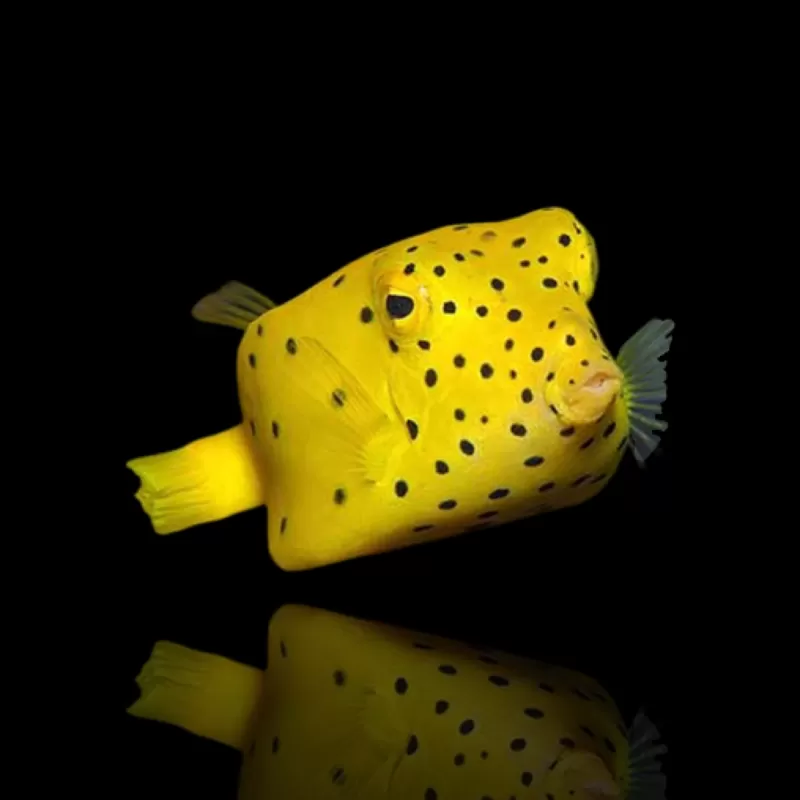 Ostracion Cubicus | Coralandfishstore.nl Ostracion Cubicus | Coralandfishstore.nl