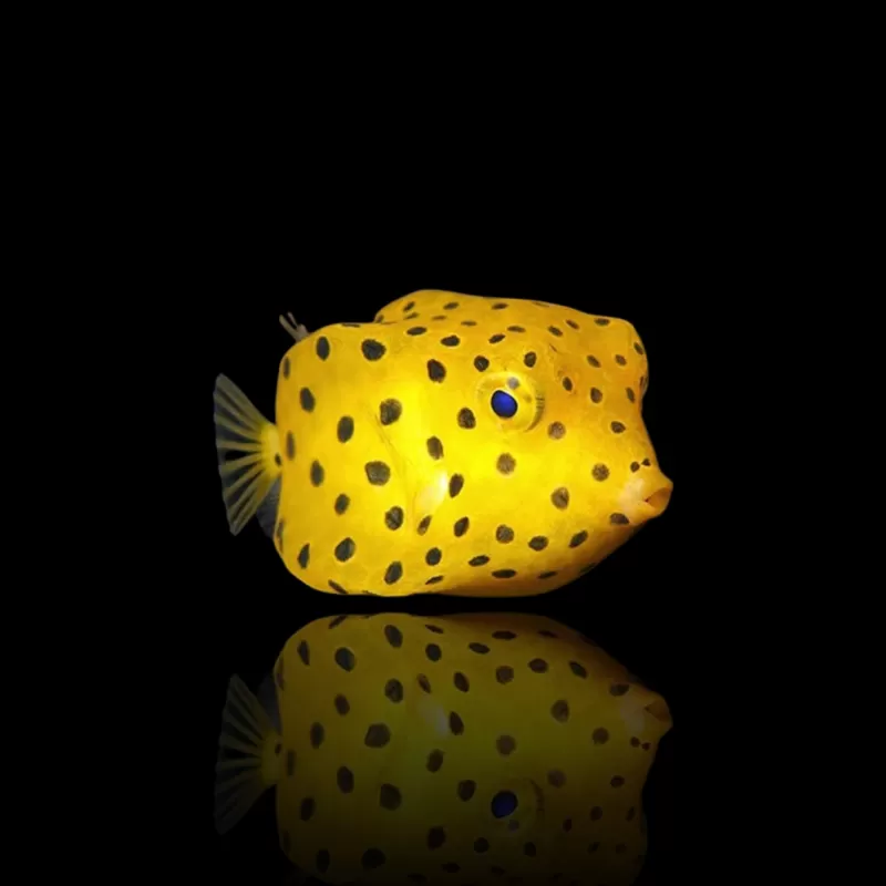 Ostracion Cubicus | Coralandfishstore.nl Ostracion Cubicus | Coralandfishstore.nl