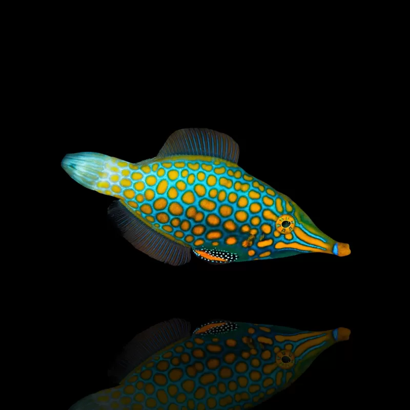 Oxymonacanthus Longirostris, Orangenfleck-Feilenfisch Oxymonacanthus Longirostris, Orangenfleck-Feilenfisch