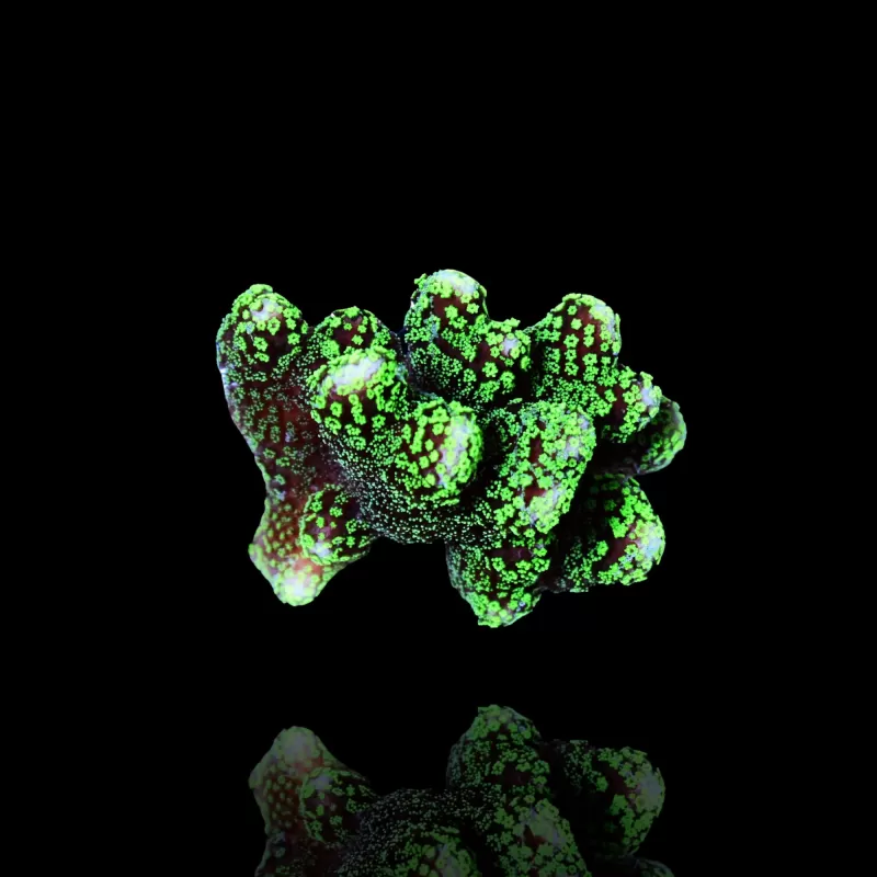 Stylopora Green Tiny Frag Stylopora Green Tiny Frag