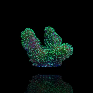 Stylophora Pistillata Green Polyp kopen | Coralandfishstore