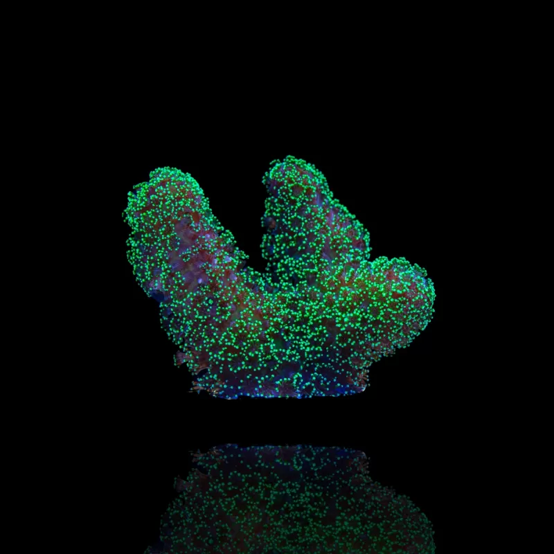 Stylophora Pistillata Green / Yellow kopen | Coralandfishstore Stylophora Pistillata Green / Yellow kopen | Coralandfishstore