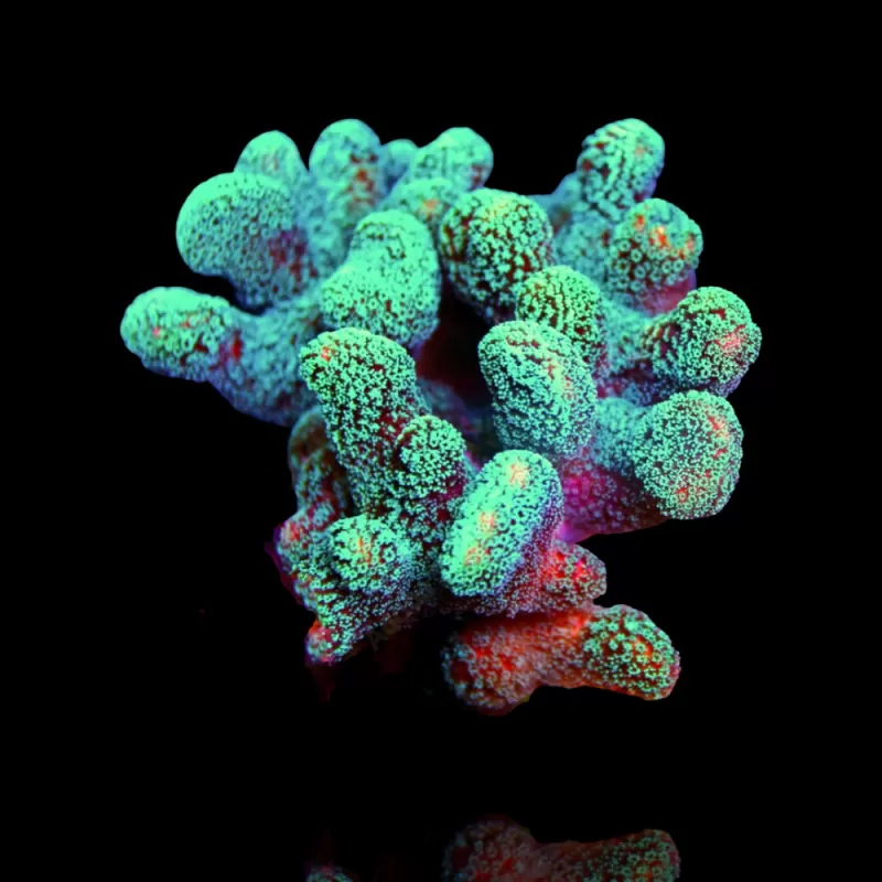 Stylophora Pistillata Green / Yellow kopen | Coralandfishstore Stylophora Pistillata Green / Yellow kopen | Coralandfishstore