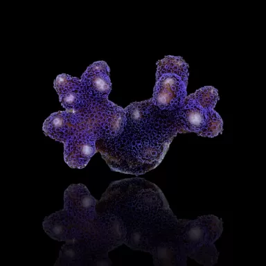 Stylophora Pistillata Purple Polyp kopen? | Coralandfishstore