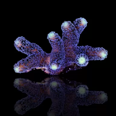 Möchten Sie Stylophora Pistillata Purple Polyp kaufen? | Corallandfishstore