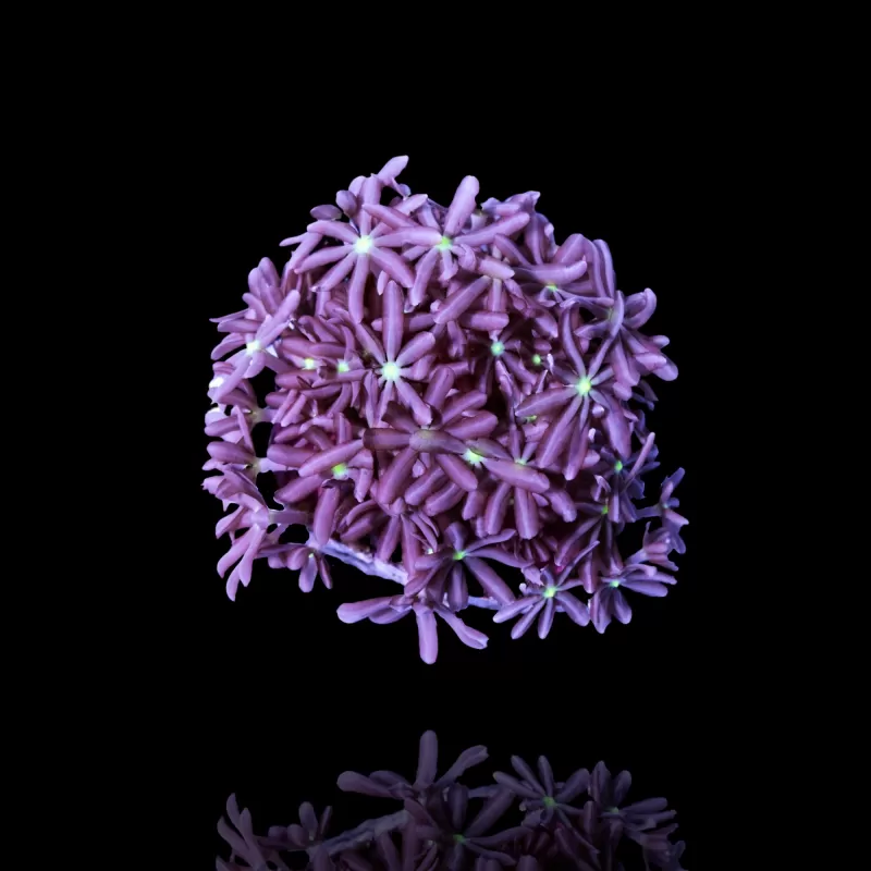 Knopia Octocontacanalis - Jasminpolypen