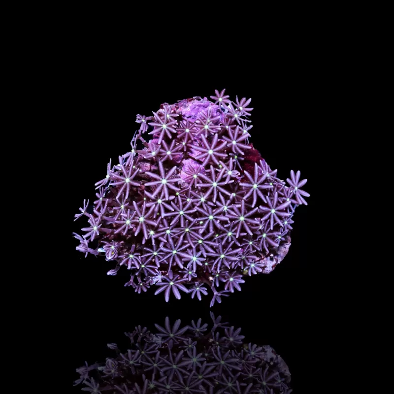 Knopia Octocontacanalis - Jasminpolypen Knopia Octocontacanalis - Jasminpolypen