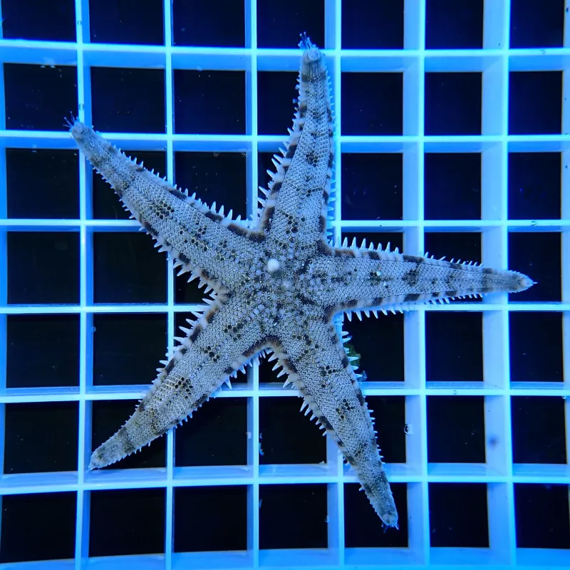Archaster Typicus Archaster Typicus