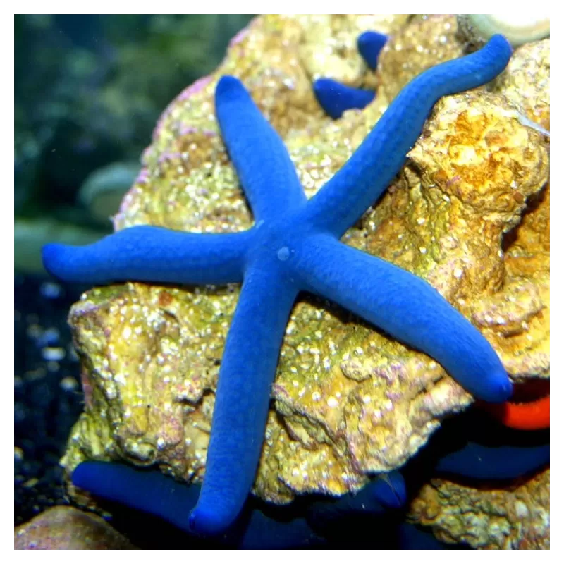 Linckia Laevigata (S-M) Linckia Laevigata (S-M)