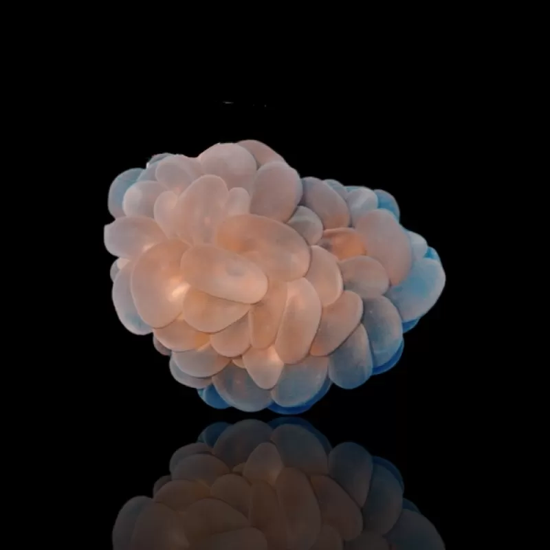 Plerogyra Sinuosa | Coralandfishstore.nl Plerogyra Sinuosa | Coralandfishstore.nl