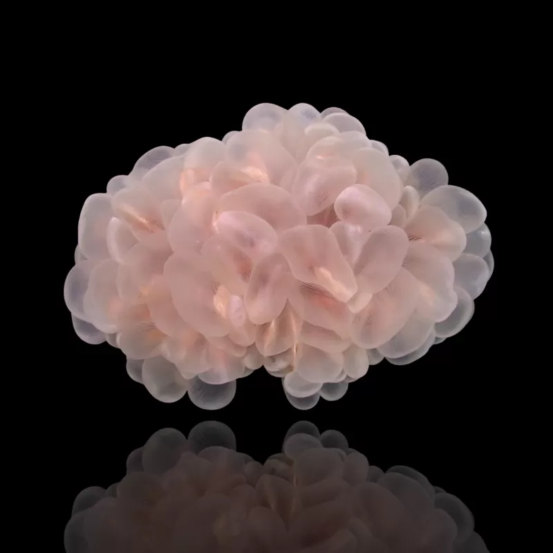 Plerogyra Sinuosa | Coralandfishstore.nl Plerogyra Sinuosa | Coralandfishstore.nl