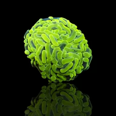 Euphyllia Ancora Ultra Neon Green kopen ? |  Coralandfishstore.nl