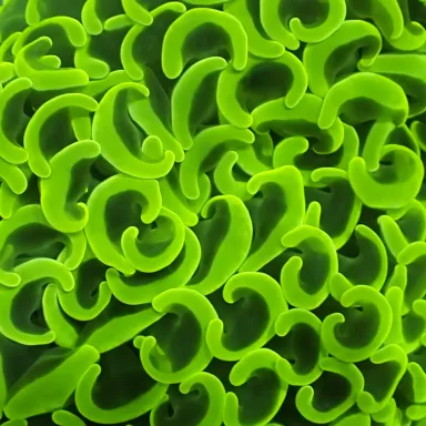 Euphyllia Ancora Ultra Neon Green kopen ? |  Coralandfishstore.nl