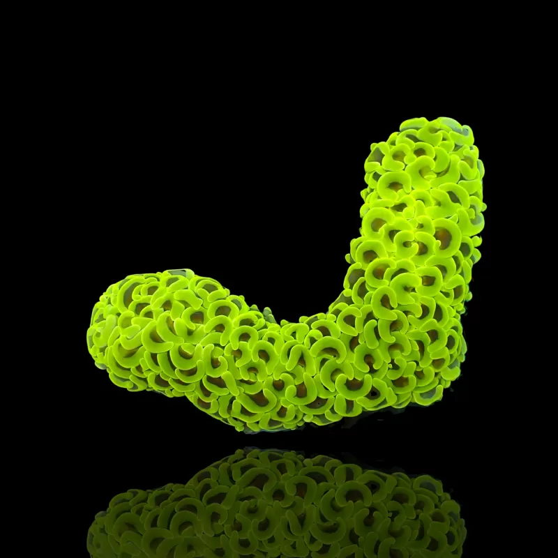 Euphyllia Ancora Ultra Neon Green kaufen? | Coralandfishstore.nl