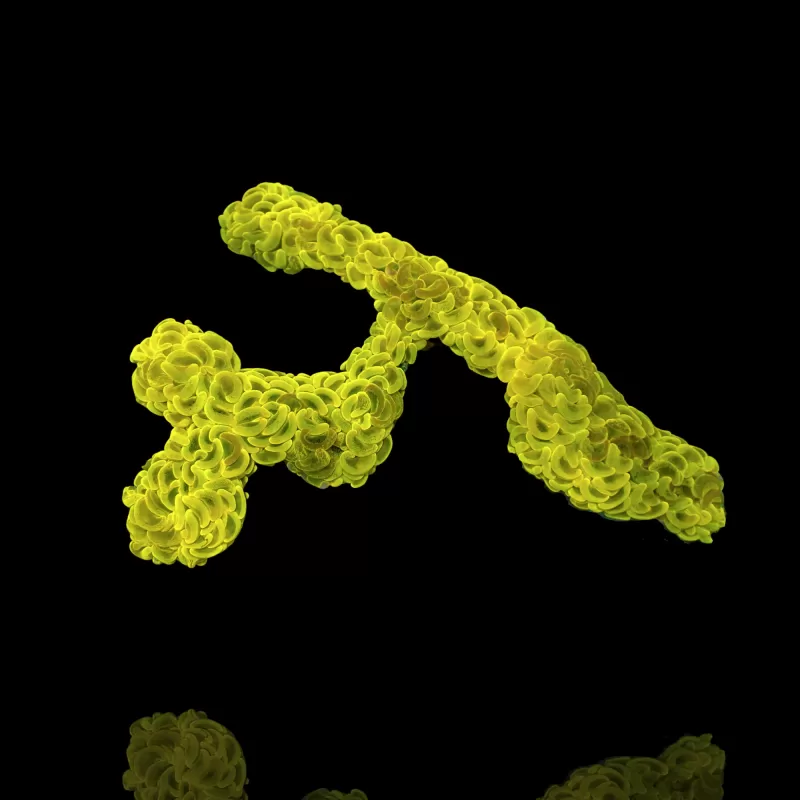 Euphyllia Ancora Ultra Neon Green kopen ? | Coralandfishstore.nl Euphyllia Ancora Ultra Neon Green kopen ? | Coralandfishstore.nl