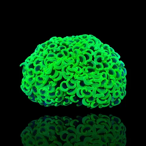 Euphyllia Ancora Ultra Neon Green