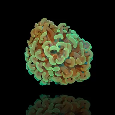 Euphyllia Ancora Grün | Coralandfishstore.nl
