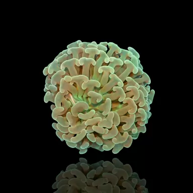 Euphyllia Ancora Grün | Coralandfishstore.nl