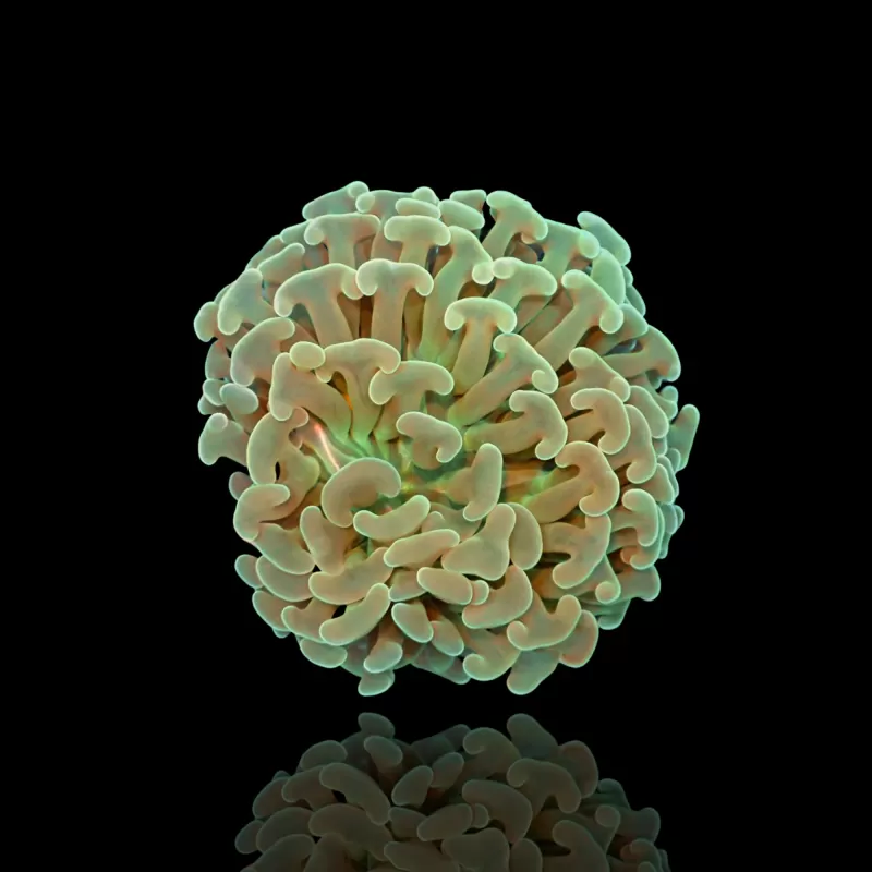 Euphyllia Ancora Grün | Coralandfishstore.nl