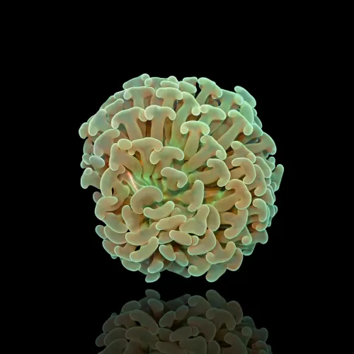 Euphyllia Ancora Grün | Coralandfishstore.nl