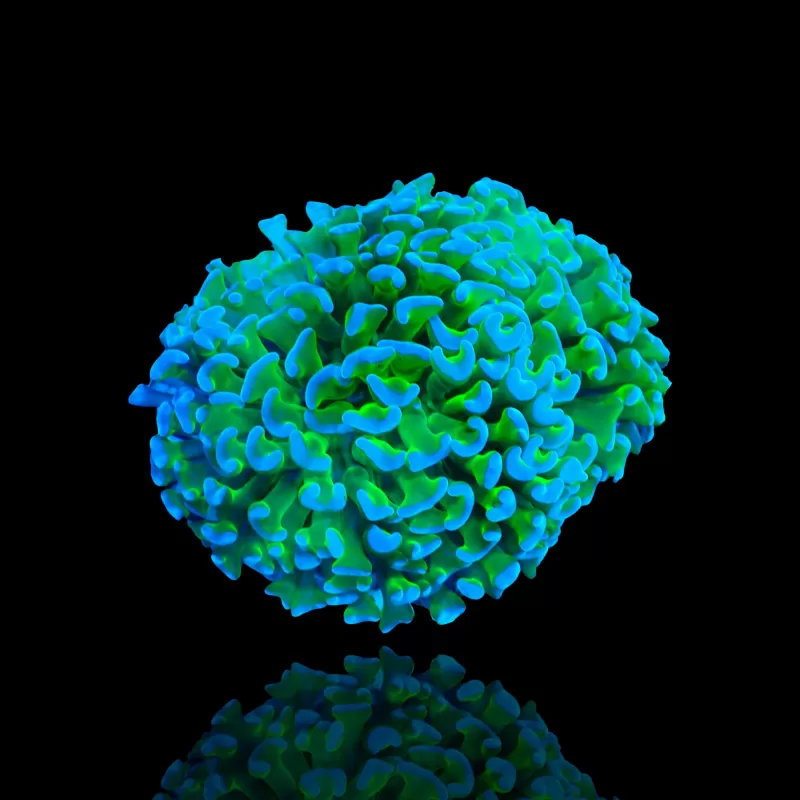 Euphyllia Ancora Two Tone Green/Blue Tips ? | Coralandfishstore.nl Euphyllia Ancora Two Tone Green/Blue Tips ? | Coralandfishstore.nl