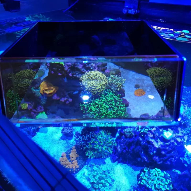 Flipper Top Down Viewer | Coralandfishstore Flipper Top Down Viewer | Coralandfishstore