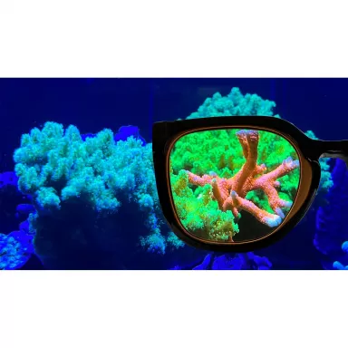 Aqua Medic Coral Glasses | Coralandfishstore