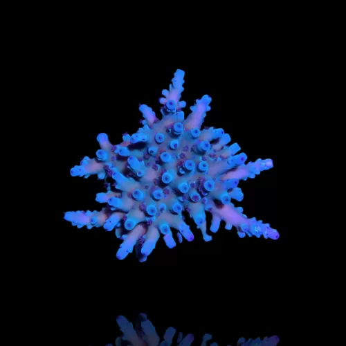 Kaufen Sie Acropora Blue | Coralandfishstore.nl