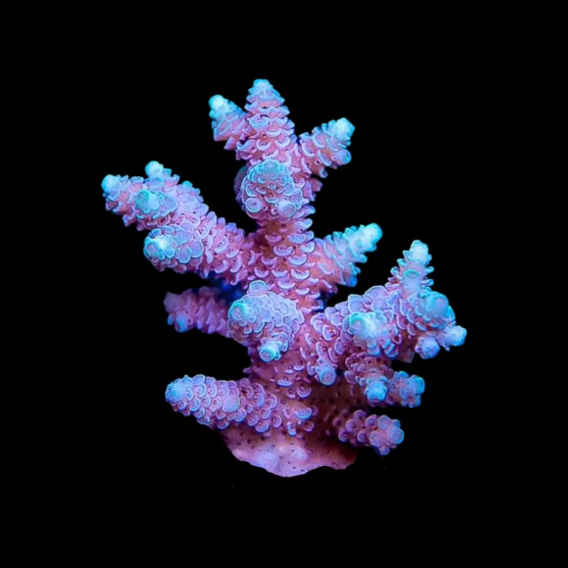 Acropora Blauw kopen | Coralandfishstore.nl Acropora Blauw kopen | Coralandfishstore.nl
