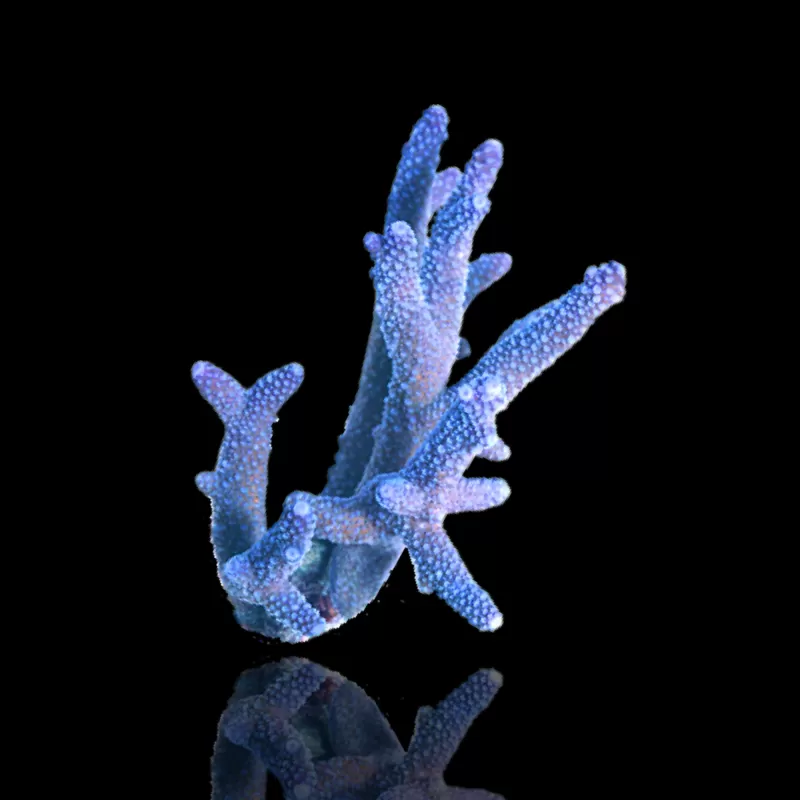 Acropora Blauw kopen | Coralandfishstore.nl Acropora Blauw kopen | Coralandfishstore.nl