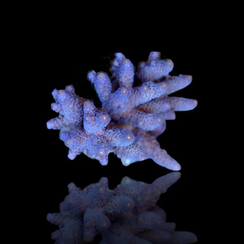 Acropora Blauw kopen | Coralandfishstore.nl Acropora Blauw kopen | Coralandfishstore.nl