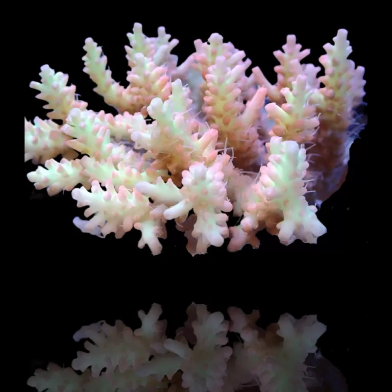 Acropora Pack (3 verschillende kleuren / Grote stukken) | Coralandfishstore Acropora Pack (3 verschillende kleuren / Grote stukken) | Coralandfishstore