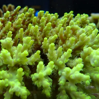 Acropora Pack (3 verschillende kleuren / Grote stukken) | Coralandfishstore