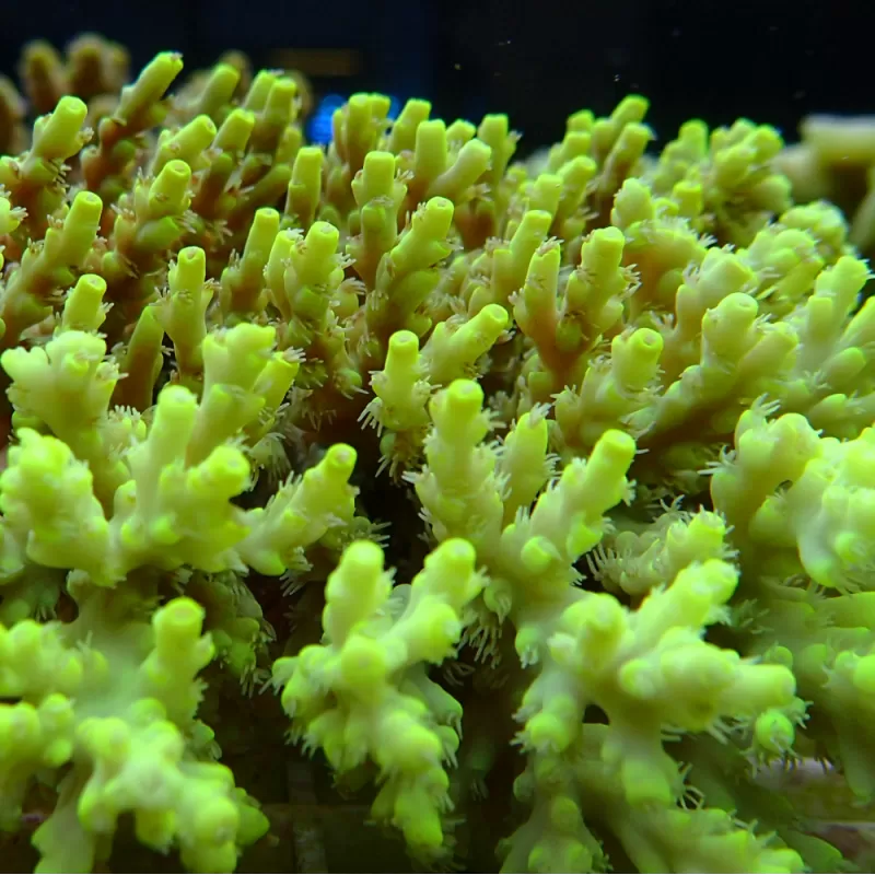 Acropora Pack (3 verschillende kleuren / Grote stukken) | Coralandfishstore Acropora Pack (3 verschillende kleuren / Grote stukken) | Coralandfishstore