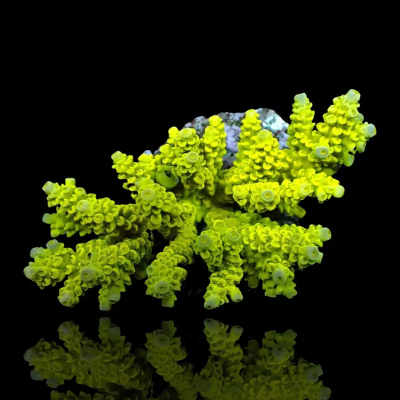 Acropora Pack (3 verschillende kleuren / Grote stukken) | Coralandfishstore Acropora Pack (3 verschillende kleuren / Grote stukken) | Coralandfishstore