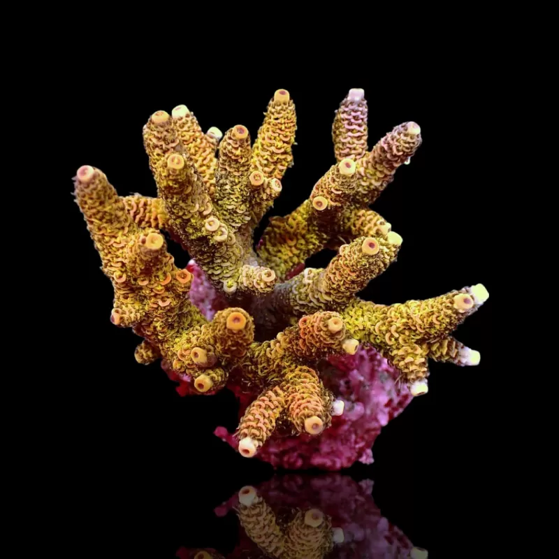 Acropora L-Size 8-16cm - Australie Acropora L-Size 8-16cm - Australie