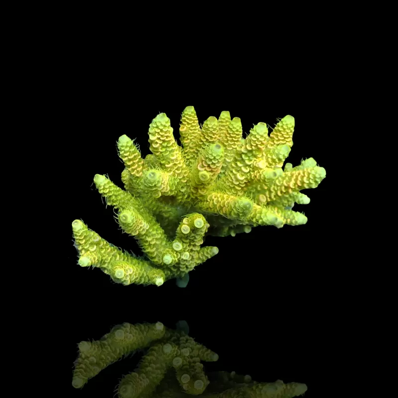 Acropora Pack (3 verschillende kleuren / Grote stukken) | Coralandfishstore Acropora Pack (3 verschillende kleuren / Grote stukken) | Coralandfishstore