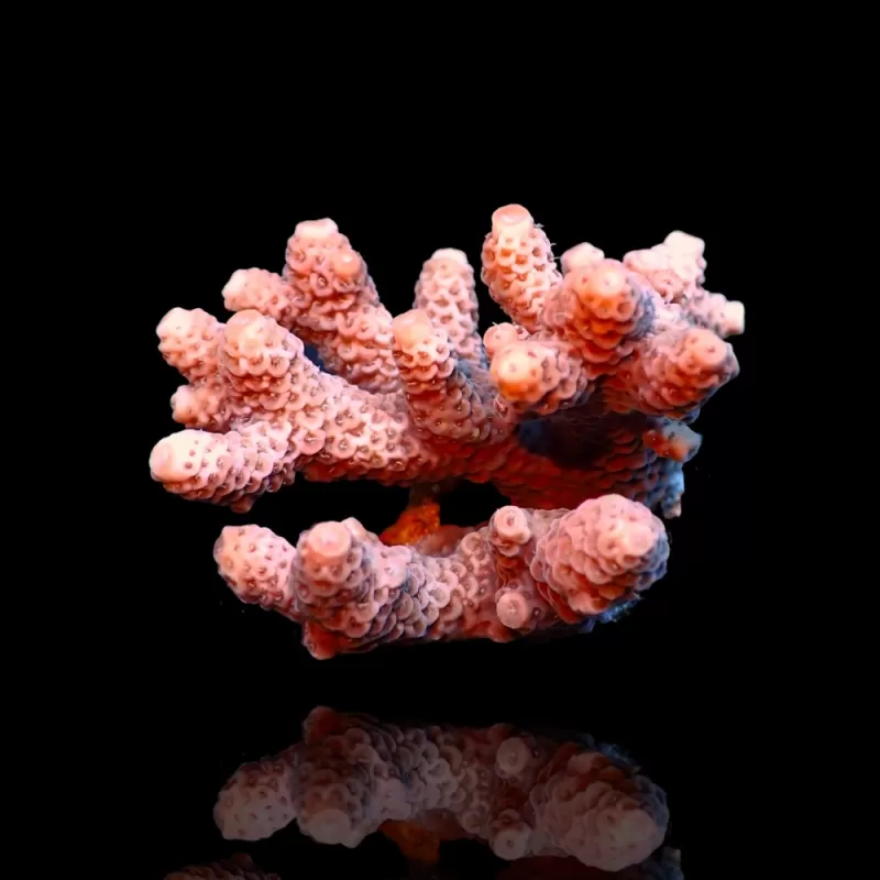 Acropora Pack (3 verschillende kleuren / Grote stukken) | Coralandfishstore Acropora Pack (3 verschillende kleuren / Grote stukken) | Coralandfishstore