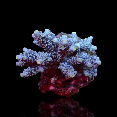 Acropora Pack (3 verschiedene Farben / große Stücke) | Corallandfishstore