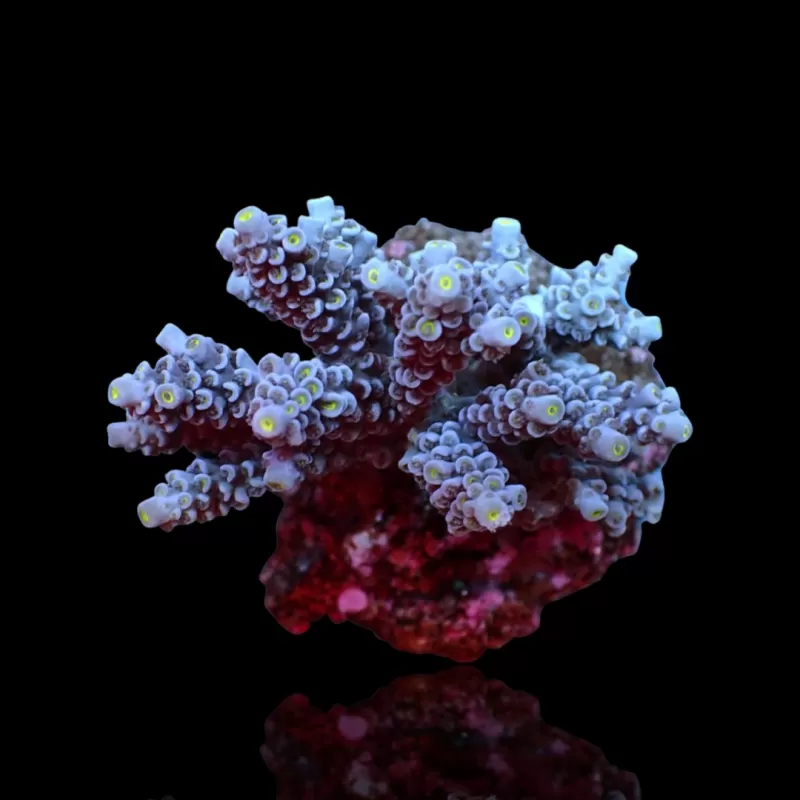 Acropora Pack (3 verschillende kleuren / Grote stukken) | Coralandfishstore Acropora Pack (3 verschillende kleuren / Grote stukken) | Coralandfishstore