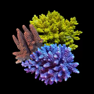 Acropora Pack (3 verschiedene Farben / große Stücke) | Corallandfishstore