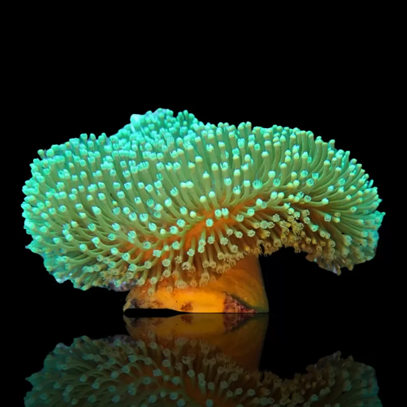 Sarcophyton Ehrenbergi Bruin / Groen | Coralandfishstore Sarcophyton Ehrenbergi Bruin / Groen | Coralandfishstore
