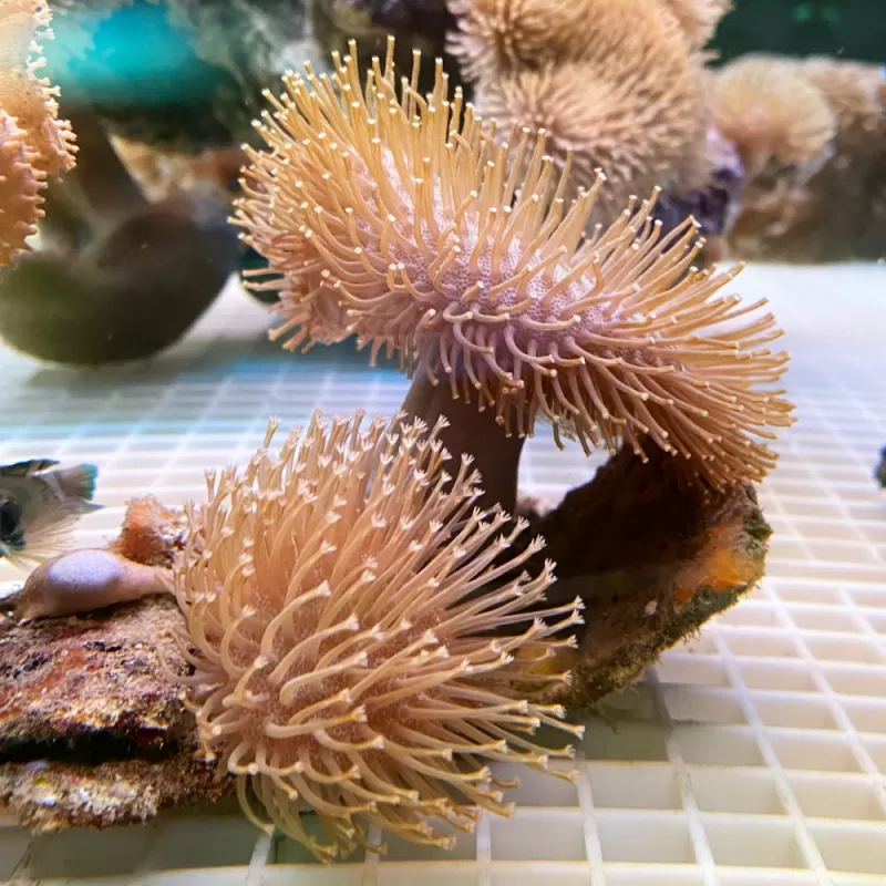 Sarcophyton Ehrenbergi Bruin / Groen | Coralandfishstore Sarcophyton Ehrenbergi Bruin / Groen | Coralandfishstore