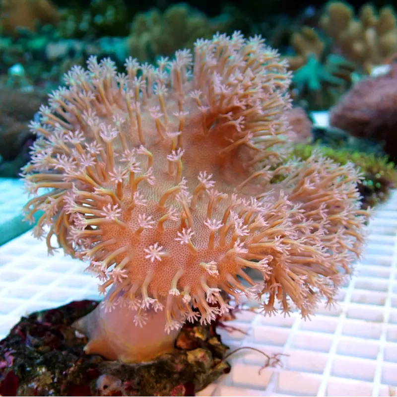 Sarcophyton Ehrenbergi Bruin / Groen | Coralandfishstore Sarcophyton Ehrenbergi Bruin / Groen | Coralandfishstore
