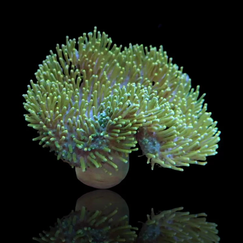 Sarcophyton Ehrenbergi Bruin / Groen | Coralandfishstore Sarcophyton Ehrenbergi Bruin / Groen | Coralandfishstore